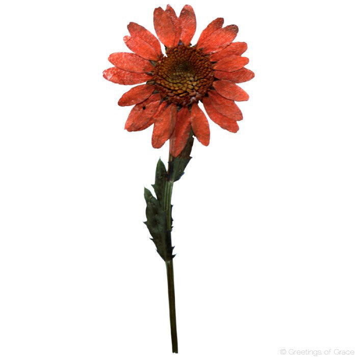 Chrysanthemum with stem (Copper Red)