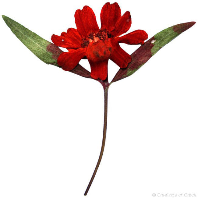 Zinnia with stem (red dyed)