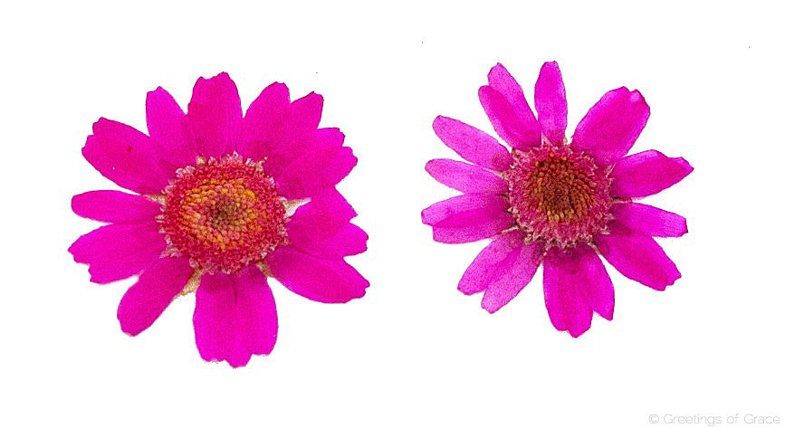 Chrysanthemum Hot Pink Dyed