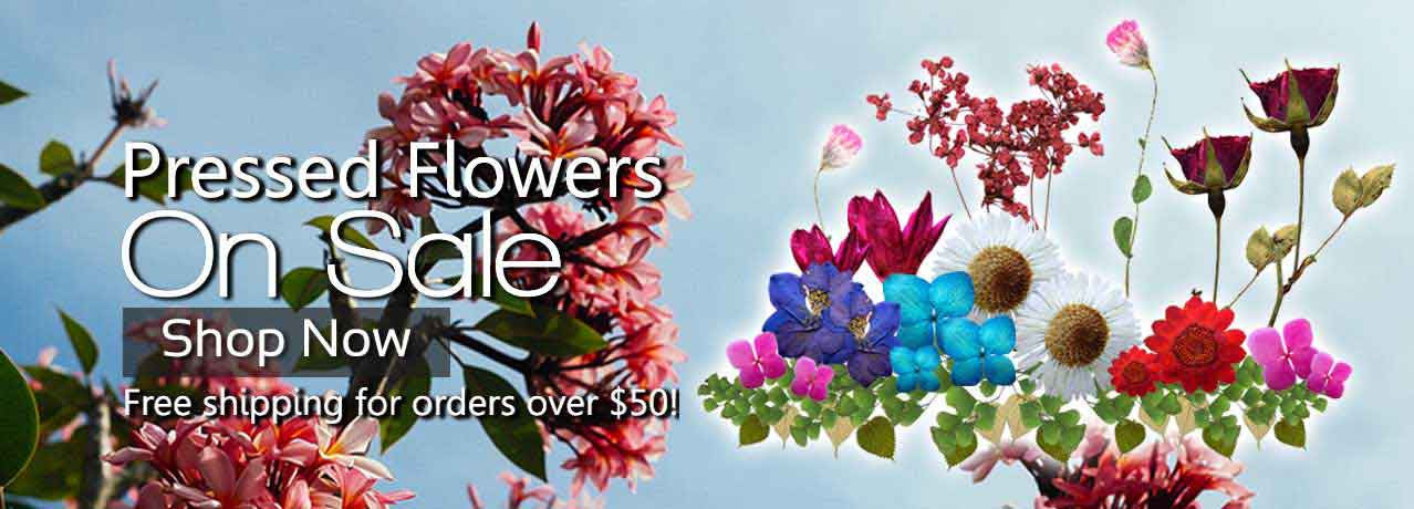 Pressed Flowers For Crafts Online - Buy @Best Price