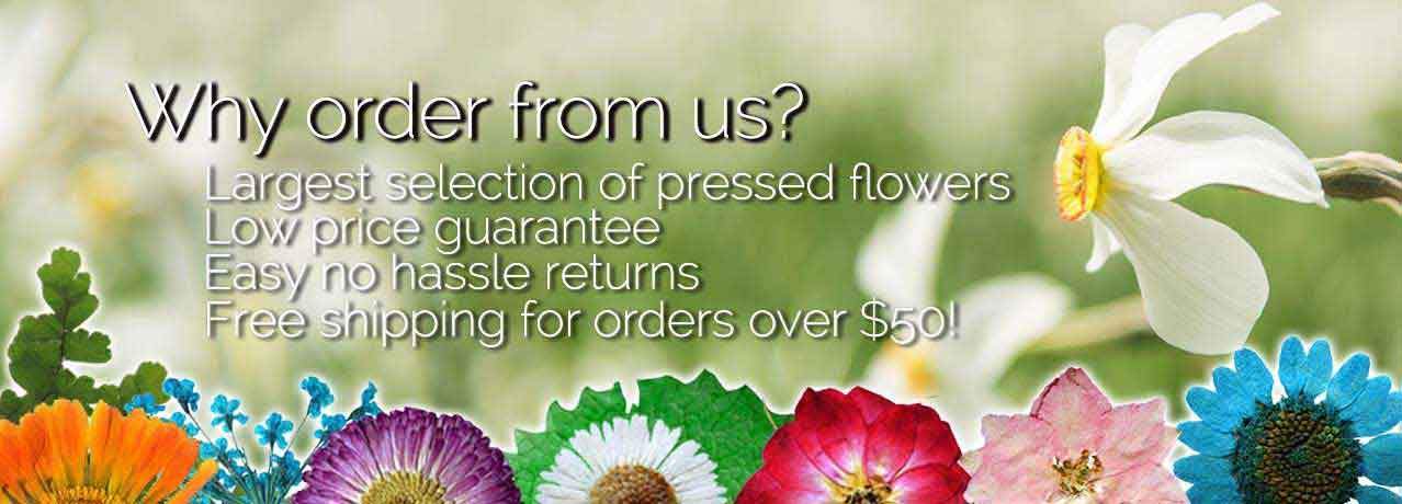 Pressed Flowers on Sale